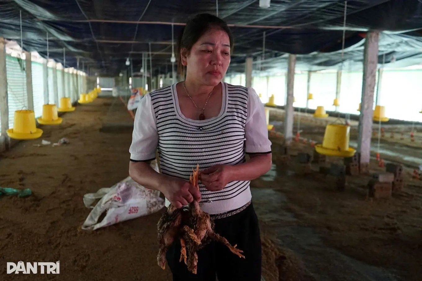 Thanh Hóa: 6.000 con gà chết ngạt trong nước lũ, người chăn nuôi lâm cảnh trắng tay